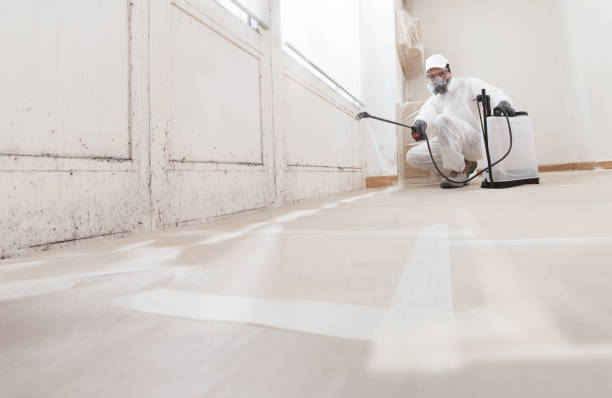 Black mold remediation team in New Brunswick