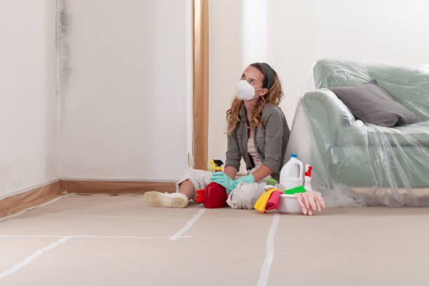 Mold Removal service in New Brunswick