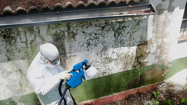 Mold Remediation service in New Brunswick, New Brunswick, NJ